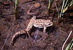 Columbia spotted frog