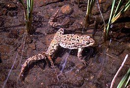 Columbia spotted frog