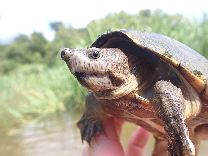 File:Sternotherus carinatus 427917101.jpg