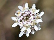 Extreme close-up of flowerhead