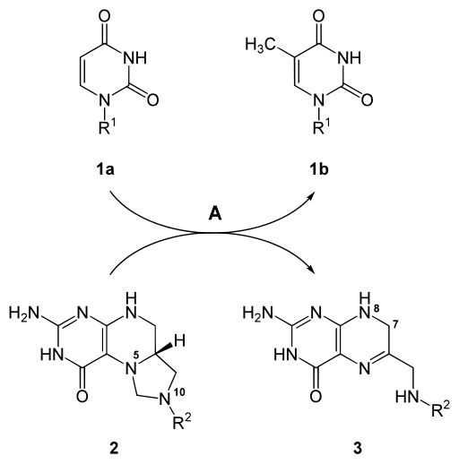 File:Thymidylate synthase reaction.svg