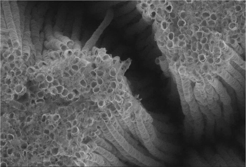 File:TiO2nanotube.jpg