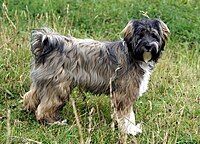 Tibetan Terrier (7 months)