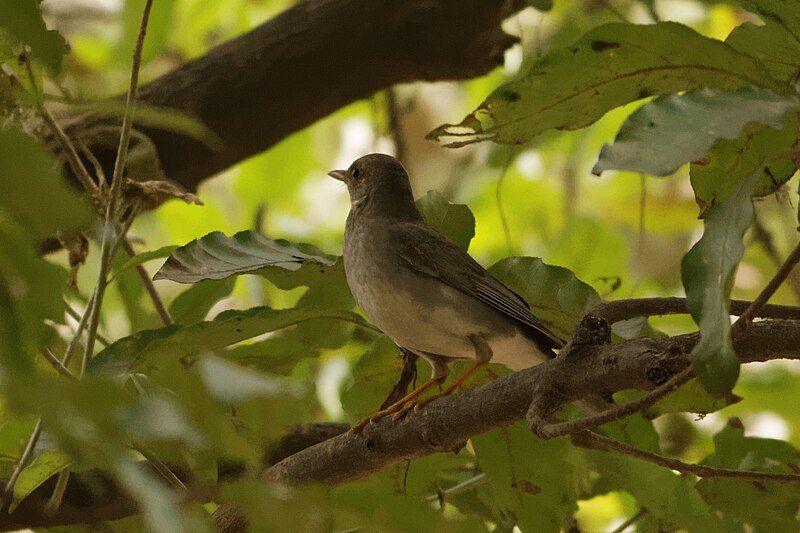 File:Tickell's Thrush male.jpg