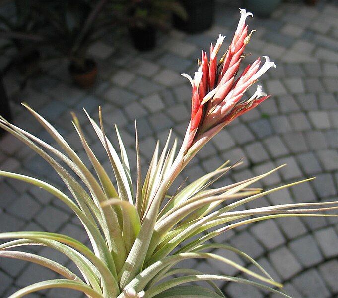 File:Tillandsia vernicosa 20080624.jpg