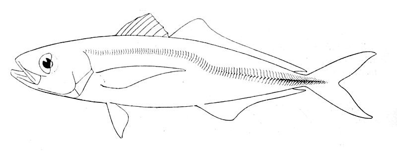 File:Trachurus symmetricus.jpg