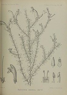 Black line illustration of one species in the genus, showing its long branches and small leaves. Small illustrations of other parts of the plant appear around the large central image.