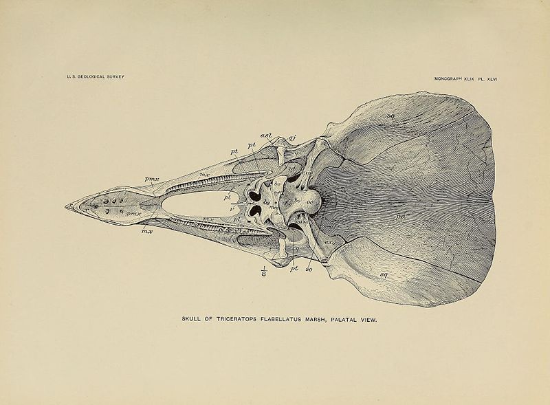 File:Triceratops flabellatus palatal.jpg