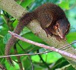 Horsfield's treeshrew