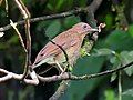 A small brown bird with a greenish-looking underside on some branches.