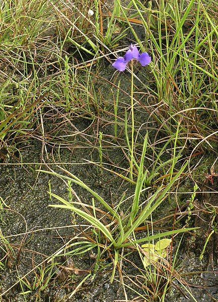 File:Utricularia delphinioides 68771622.jpg