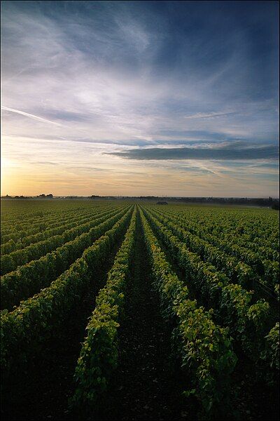 File:Vignoble de Chassagne-Montrachet.jpg