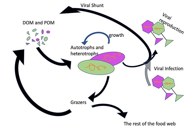 File:Viral shunt.jpg