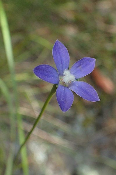 File:Wahlenbergia violacea kz6.jpg