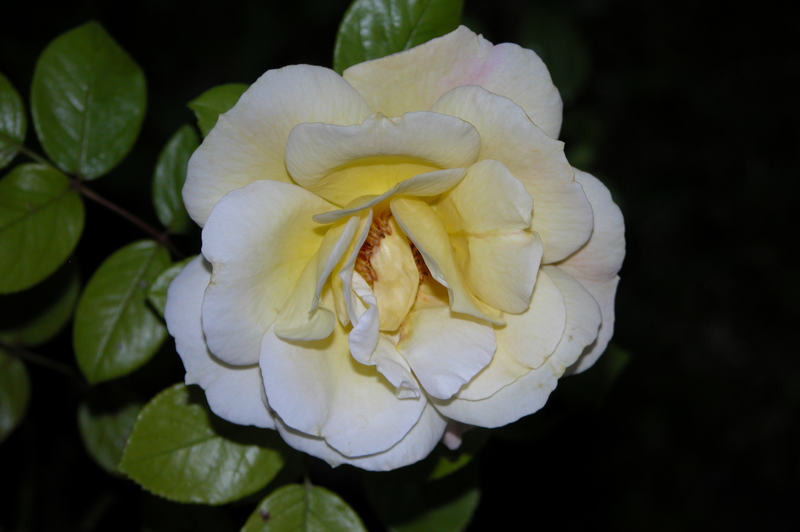 File:White Rose (1).png