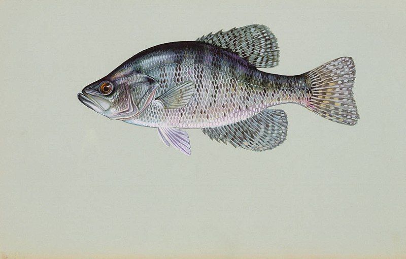 File:White crappie.jpg