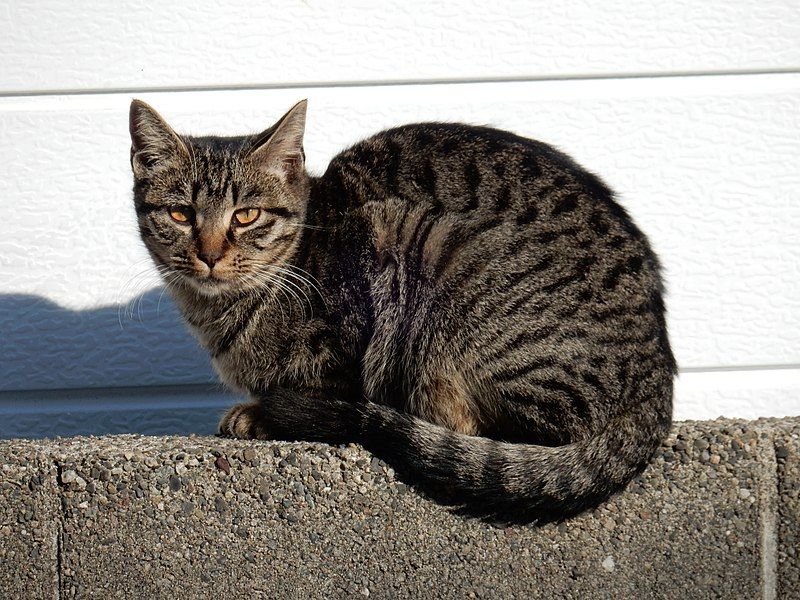 File:野良猫のキジトラ.jpg