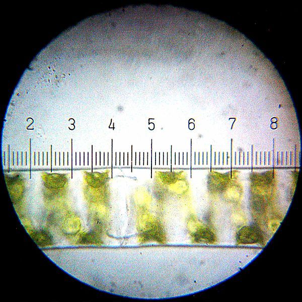 File:20090328 2225 Spirogyra.jpg