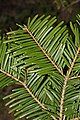 Image 42In Abies grandis (grand fir), and many other species with spirally arranged leaves, leaf bases are twisted to flatten their arrangement and maximize light capture. (from Conifer)