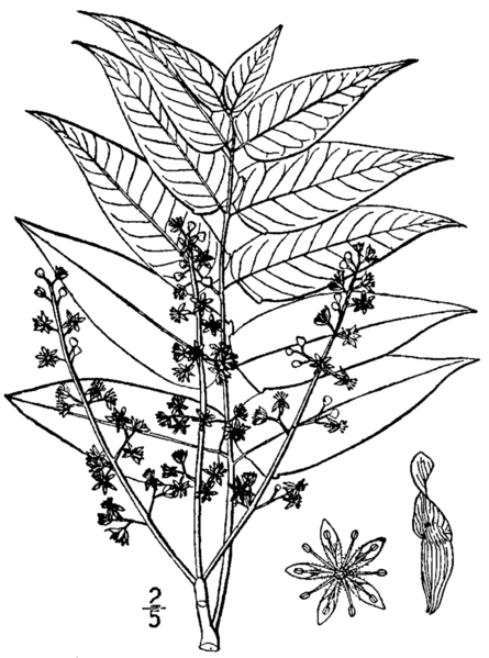 File:Ailanthus altissima drawing.png