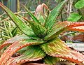 Aloe somaliensis