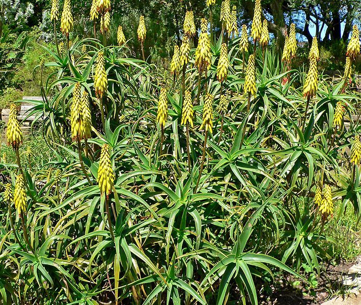 File:Aloe striatula 1.jpg