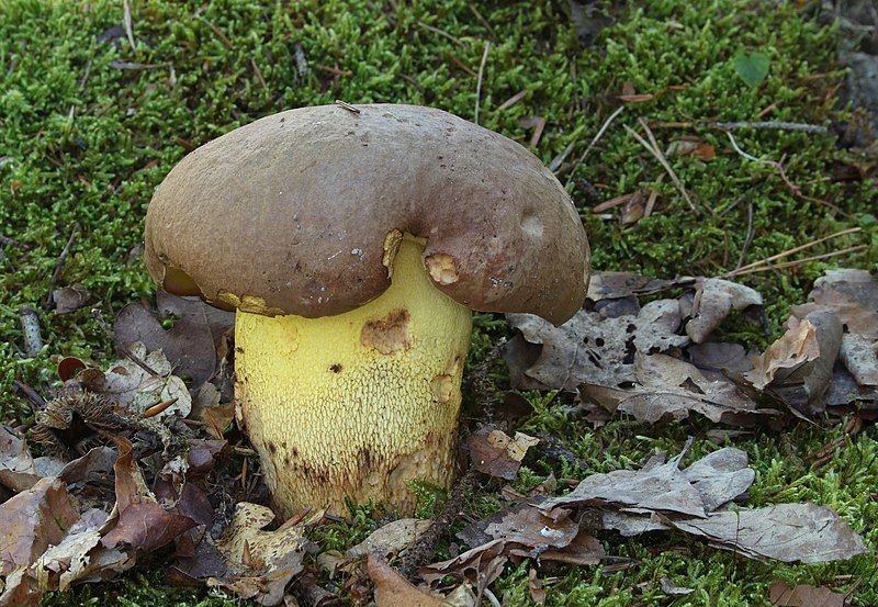 File:Anhängsel-Röhrling Boletus appendiculatus.jpg