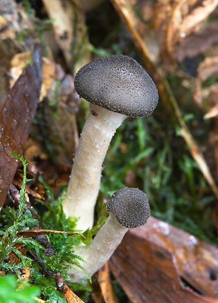 File:Armillaria hinnulea 5939.jpg