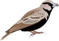 Ashy-crowned Sparrow Lark