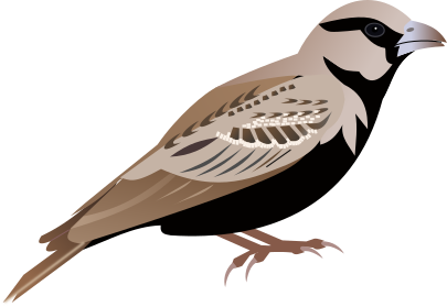 File:Ashy-crowned Sparrow Lark.svg