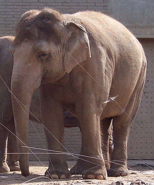 File:AsianElephantP1.jpg