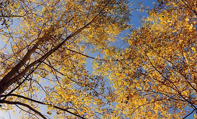 File:Aspens autumn yellow.jpg