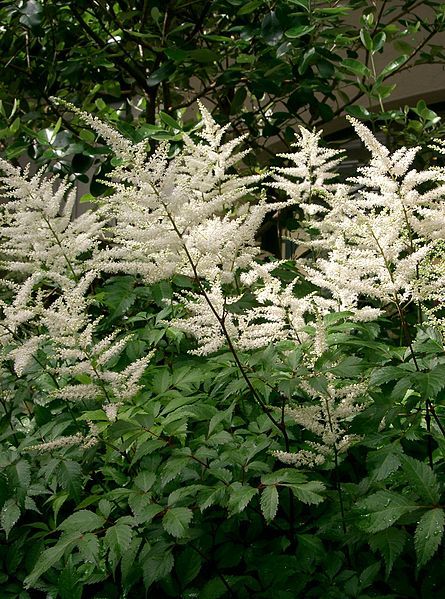 File:Astilbe sp2.jpg