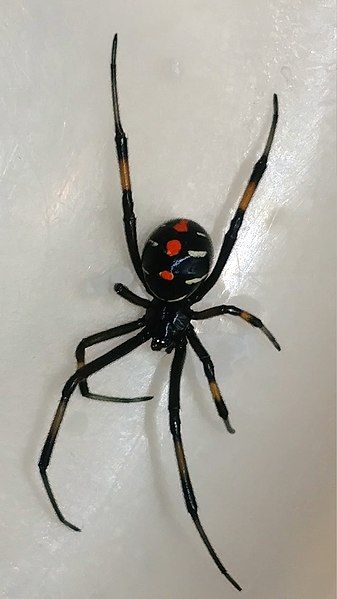 File:Black-widow-red-spots-yellow-legs.jpg