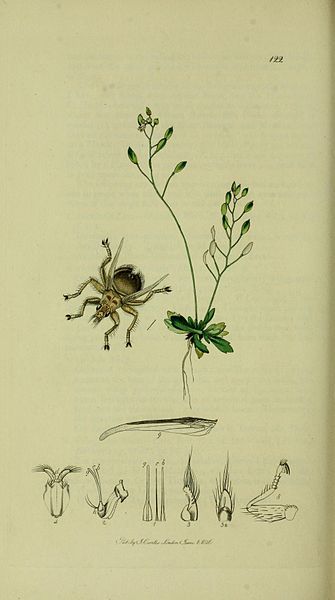 File:Britishentomologyvolume8Plate122.jpg