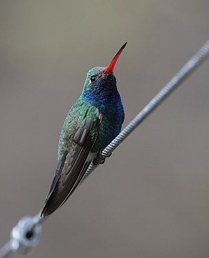 Adult male C. latirostris