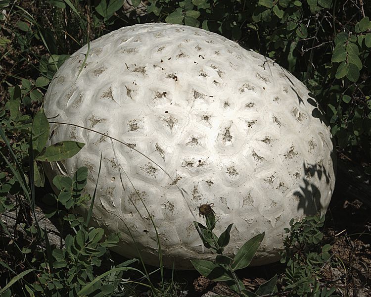 File:Calvatia booniana.jpg