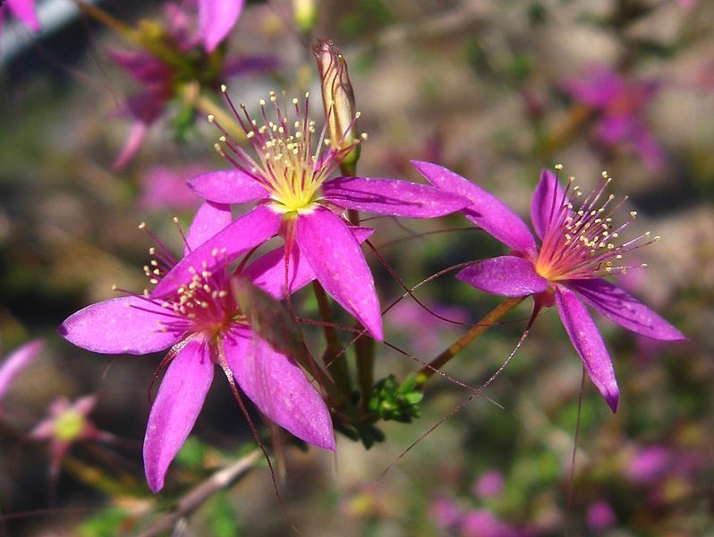 File:Calytrix fraseri.jpg