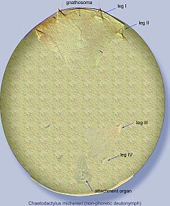 Chaetodactylus micheneri non-phoretic (immobile) deutonymph.