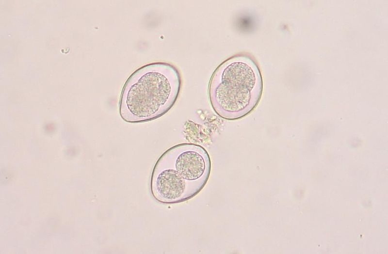 File:Coccidia.JPG