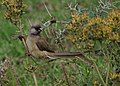 Speckled Mousebird