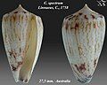 Conus spectrum Linnaeus, C., 1758