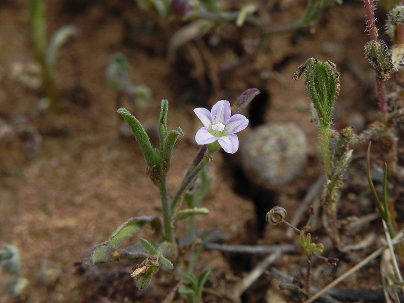 File:Convolvulus simulans 187802969.jpg