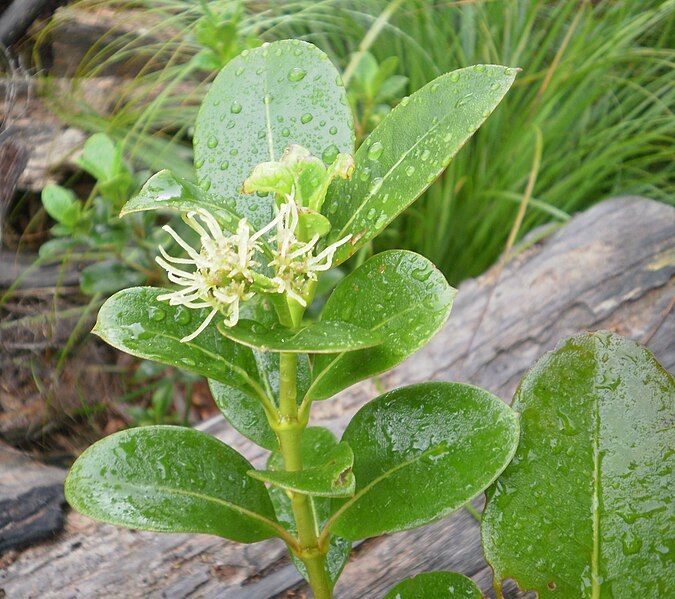 File:Coprosma lucida 12.JPG