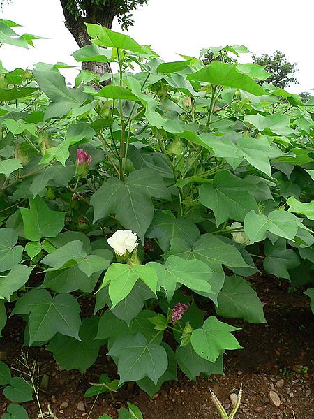 File:Cotton plant.jpg