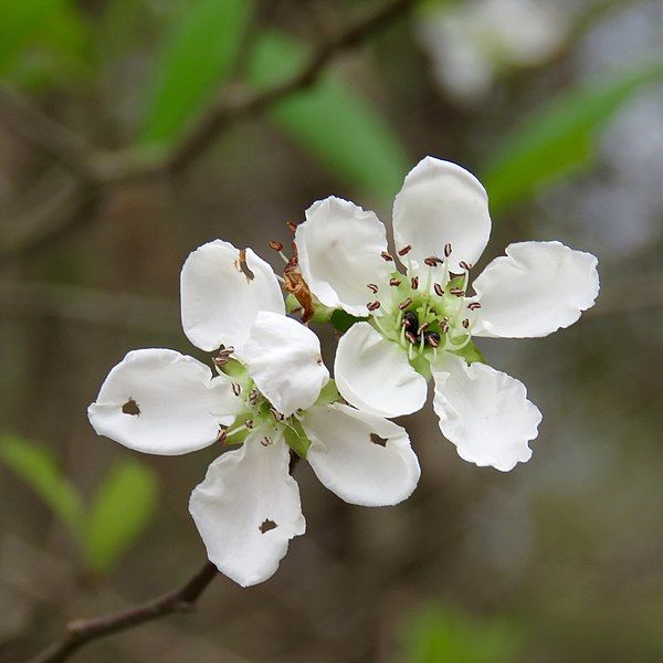 File:Crataegus opaca.jpg