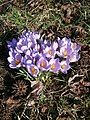 Crocus etruscus clump