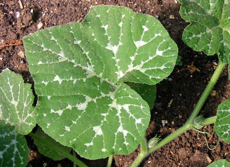 File:Cucurbita moschata leaves.jpg