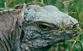 Captive specimen of Cyclura nubila caymanensis in Jamaica.