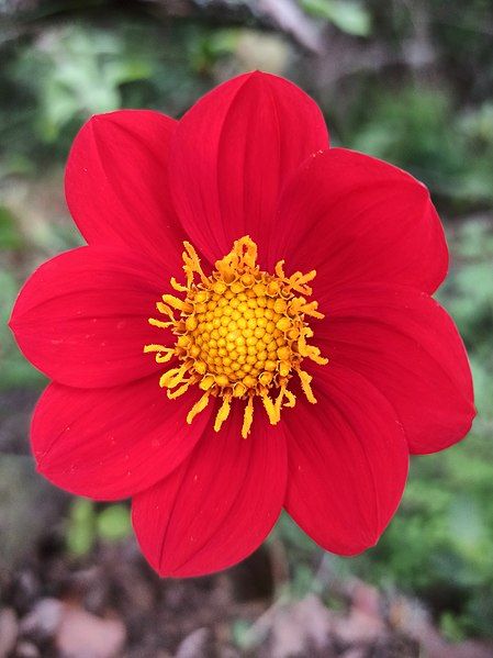 File:Dahlia coccinea (Asteraceae).jpg